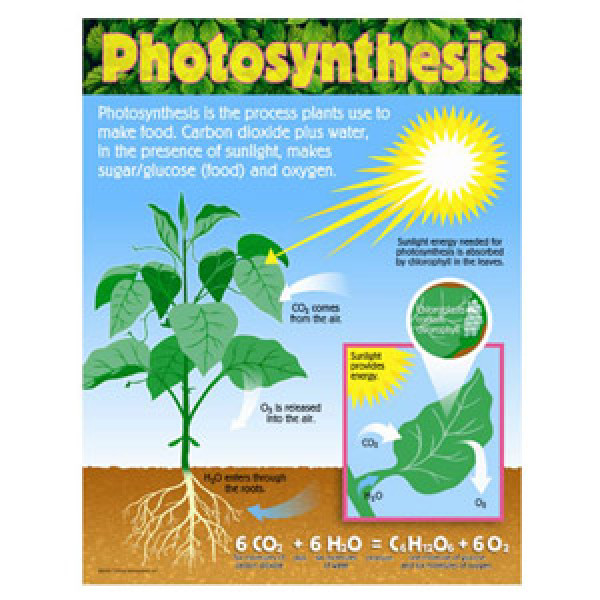 Photosynthesis Poster